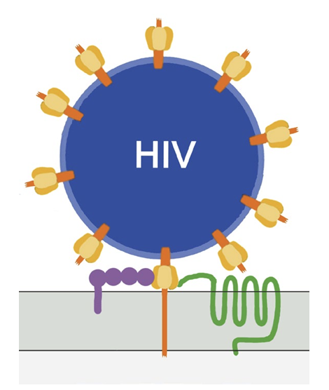 Schematische Darstellung eines HIV-Partikels, das an Rezeptoren einer Zellmembran bindet.
